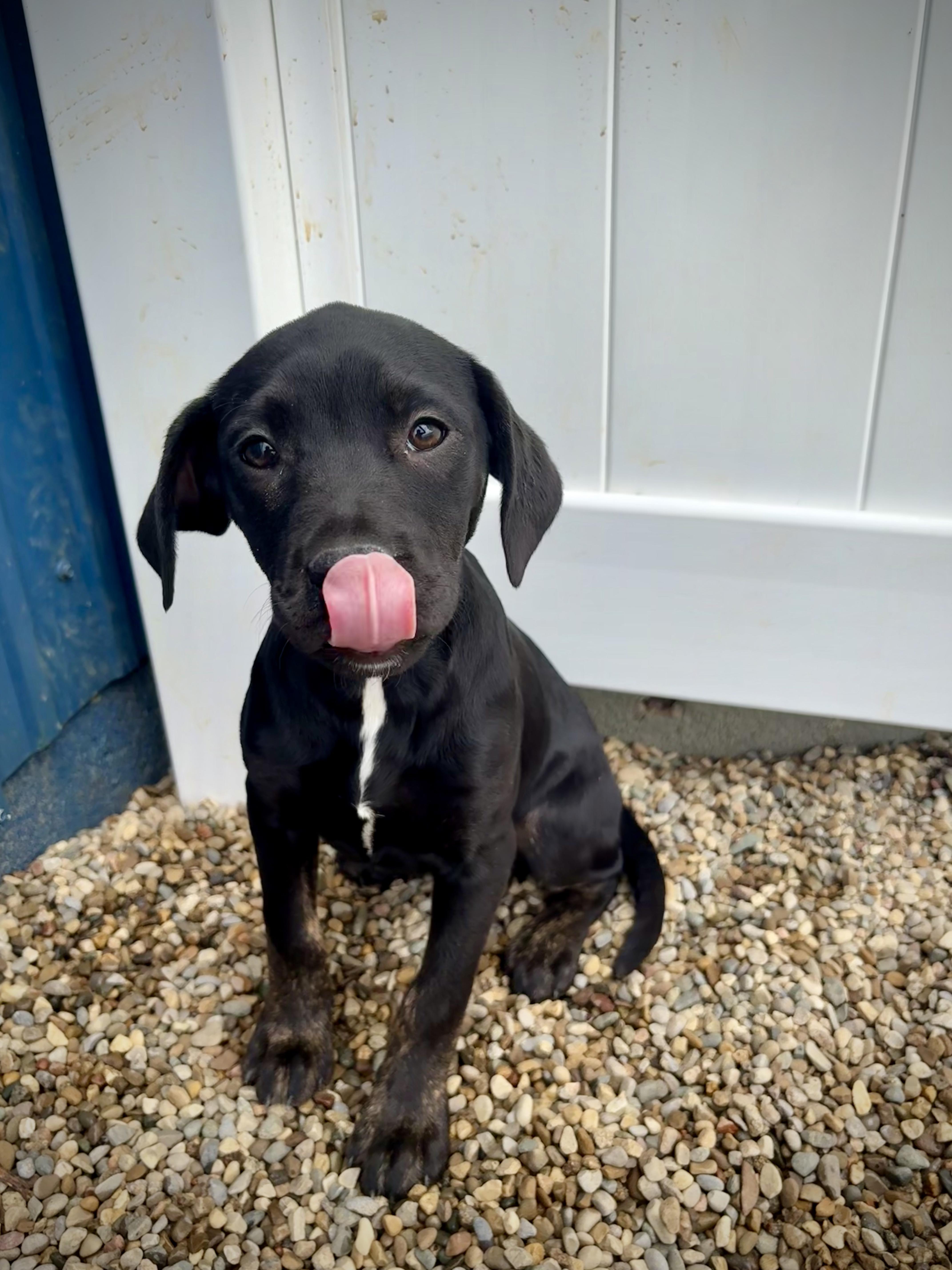 Enlarge Twister, an adopted mixed breed in Kalamazoo, MI image 6/6