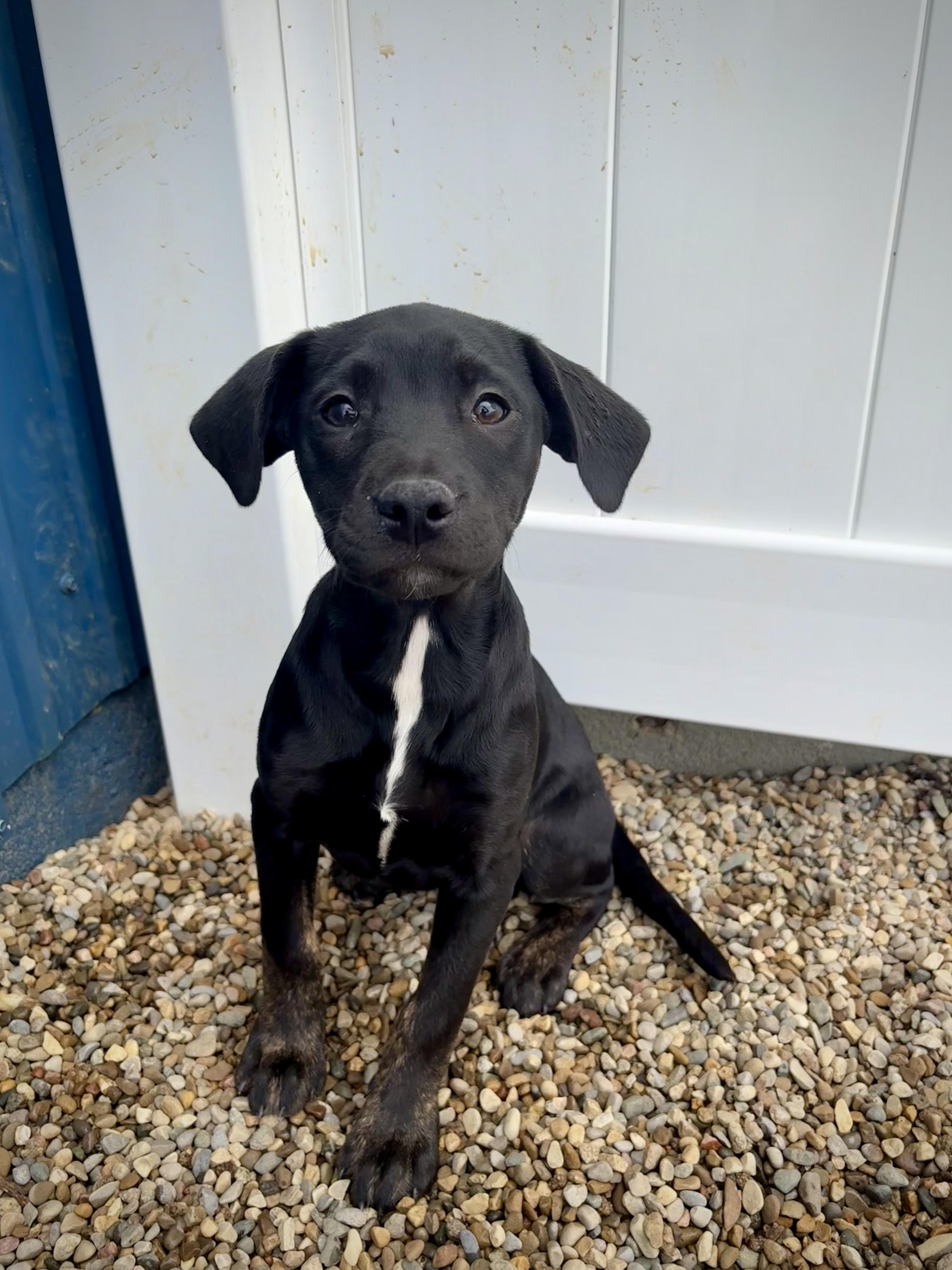 Enlarge Twister, an adopted mixed breed in Kalamazoo, MI image 2/6