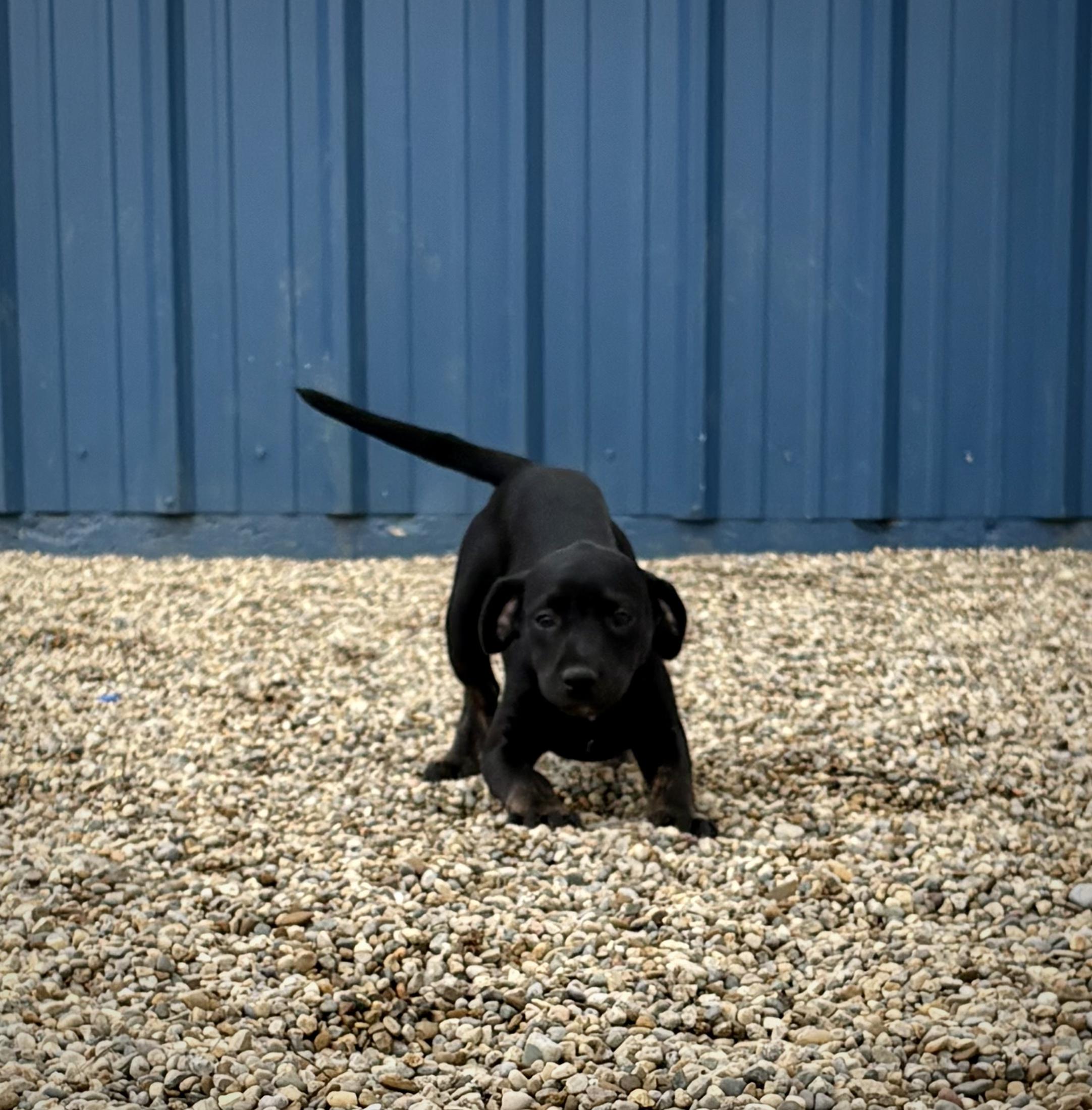 Enlarge Twister, an adopted mixed breed in Kalamazoo, MI image 4/6