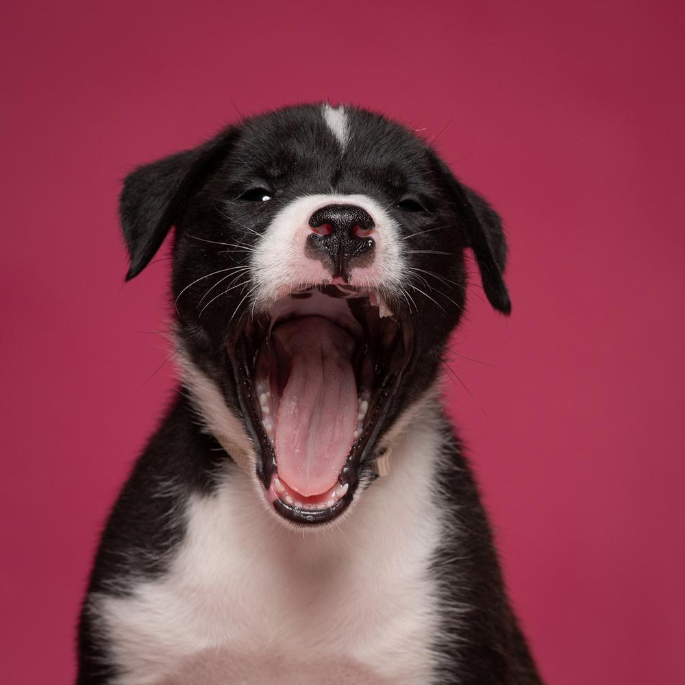 Corey (Dynamic Duo Litter), a Adoptable mixed breed in New Albany, OH image 1/4