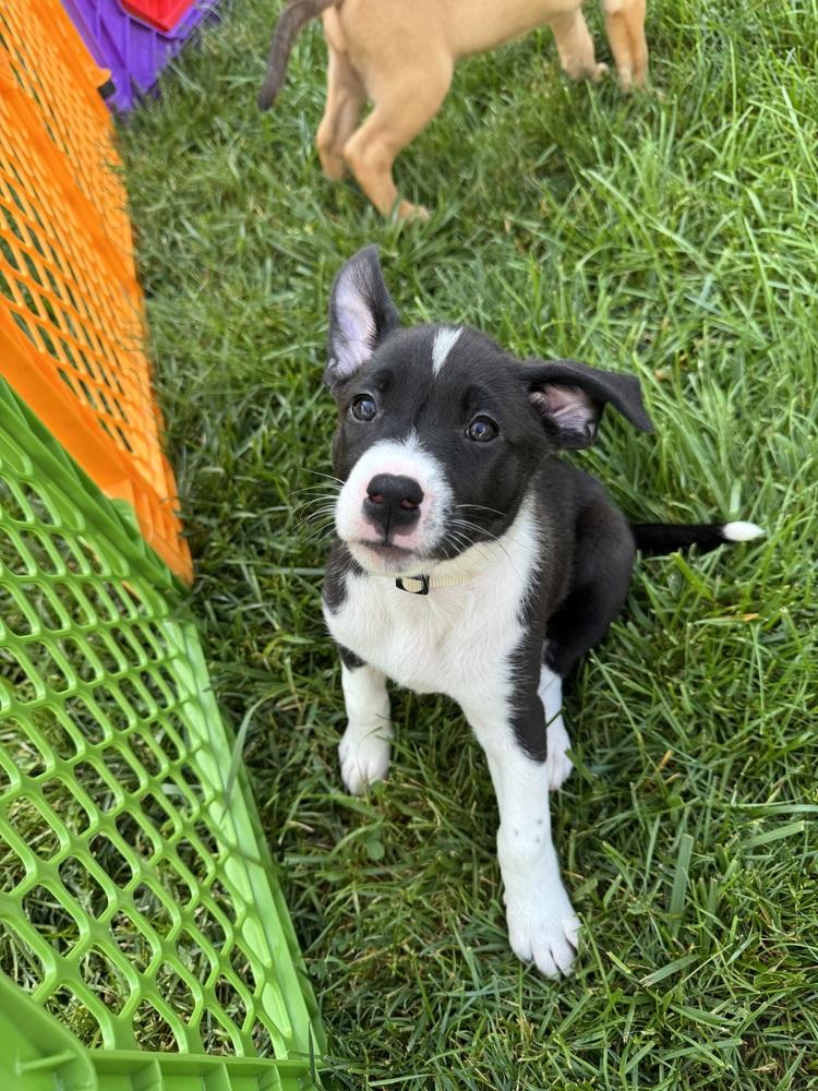 Corey (Dynamic Duo Litter), a Adoptable mixed breed in New Albany, OH image 2/6