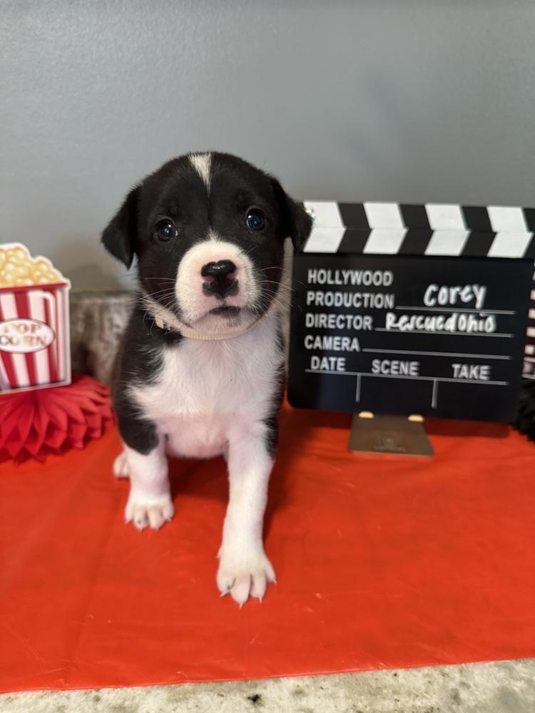 Corey (Dynamic Duo Litter), a Adoptable mixed breed in New Albany, OH image 2/4