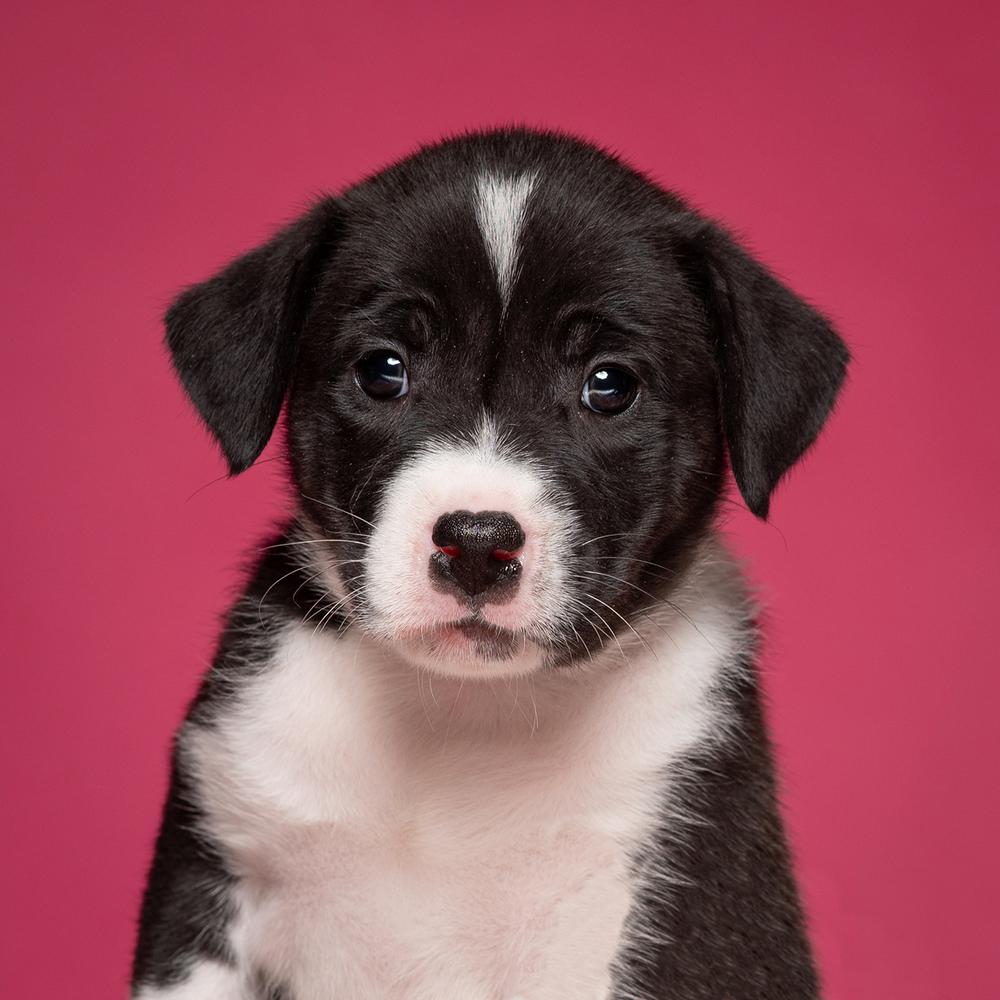 Corey (Dynamic Duo Litter), a Adoptable mixed breed in New Albany, OH image 3/4
