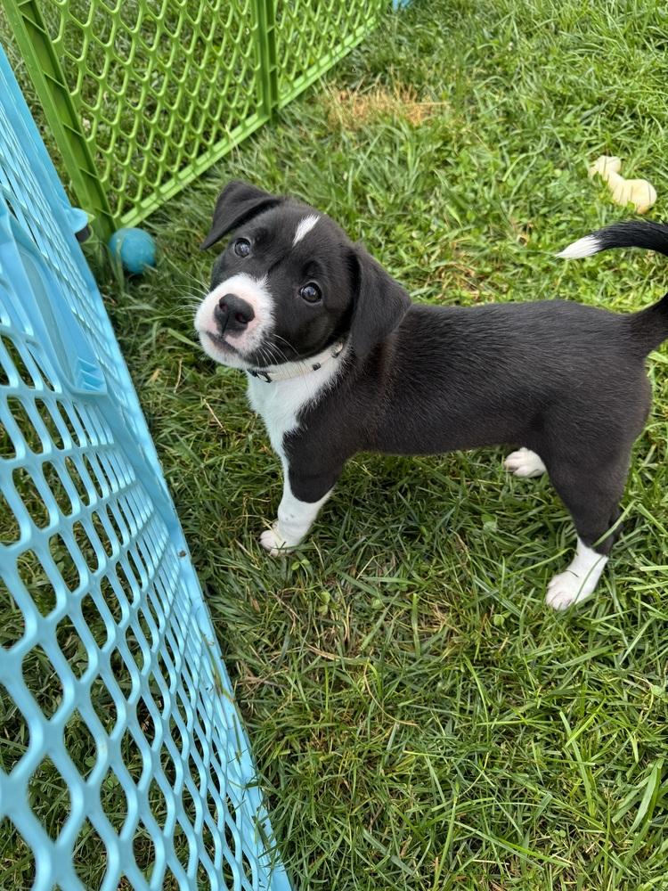Corey (Dynamic Duo Litter), a Adoptable mixed breed in New Albany, OH image 4/6