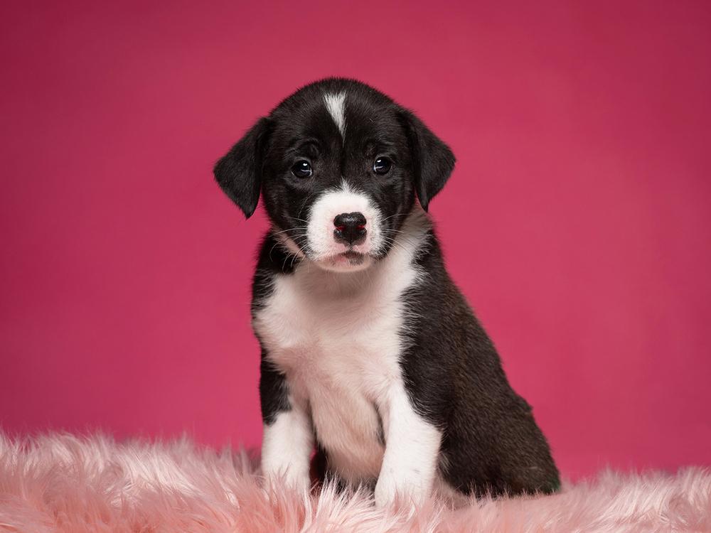 Corey (Dynamic Duo Litter), a Adoptable mixed breed in New Albany, OH image 4/4