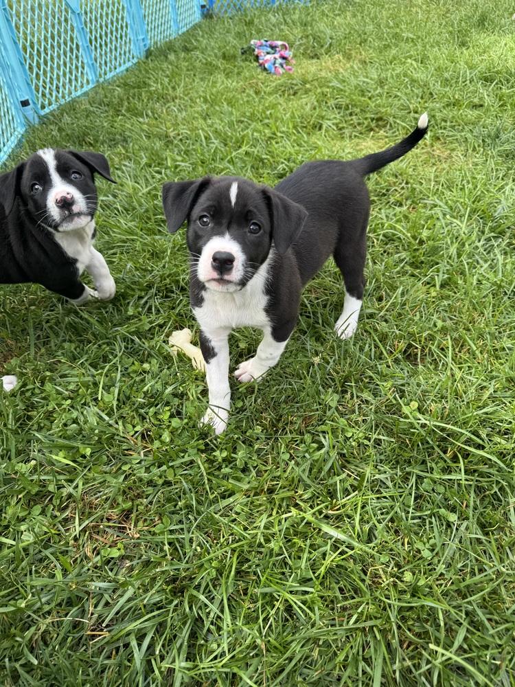 Corey (Dynamic Duo Litter), a Adoptable mixed breed in New Albany, OH image 6/6