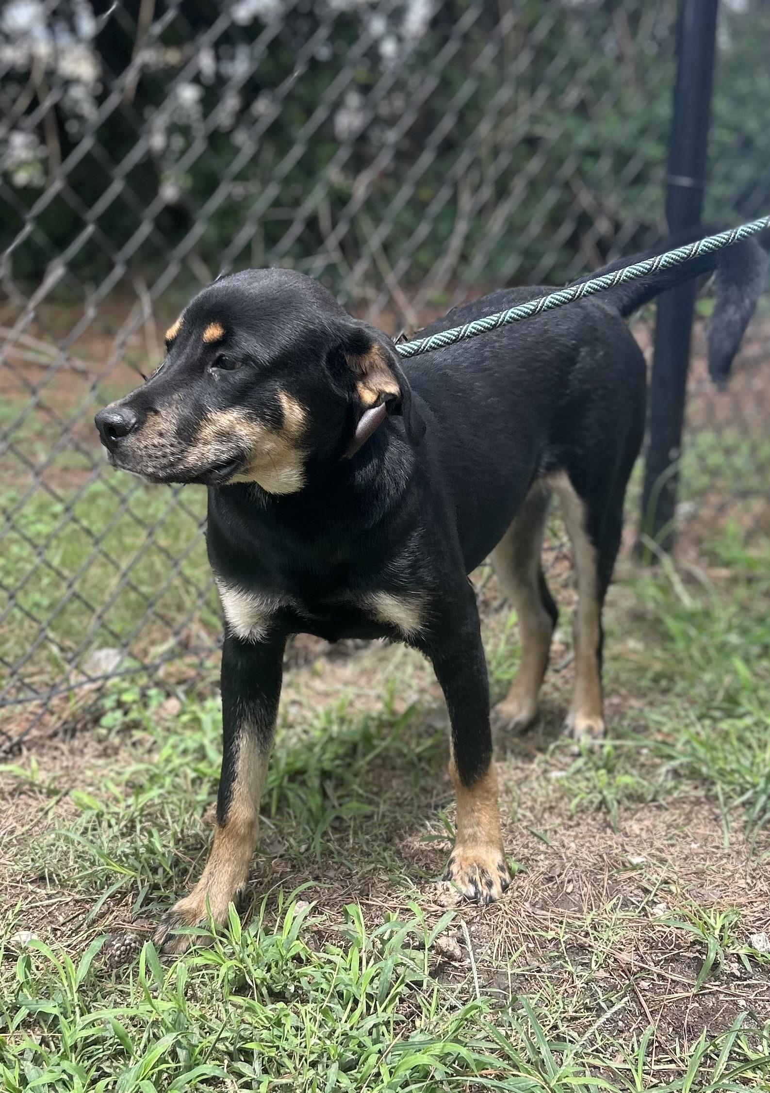 Rilo, a Adoptable Mixed Breed in Georgetown, SC image 2/2