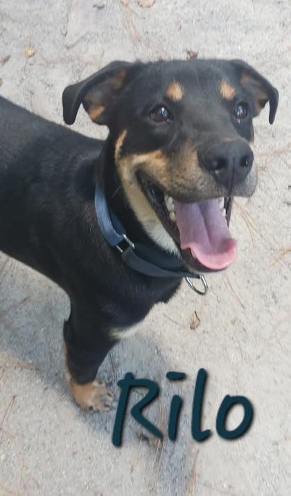 Rilo, a Adoptable Mixed Breed in Georgetown, SC image 1/2