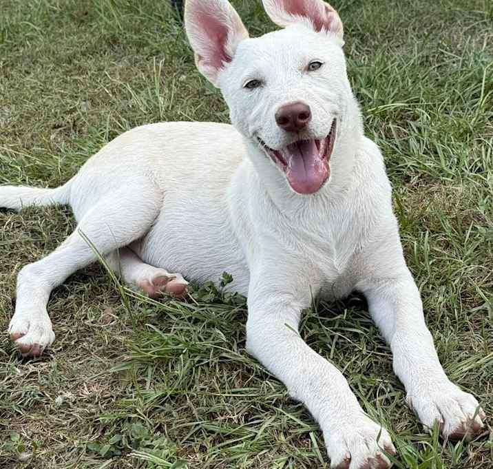 Eedie, Adoptable, Young Female Shepherd.