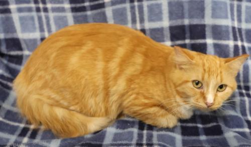 Betty, Adoptable, Adult Female Domestic Medium Hair.