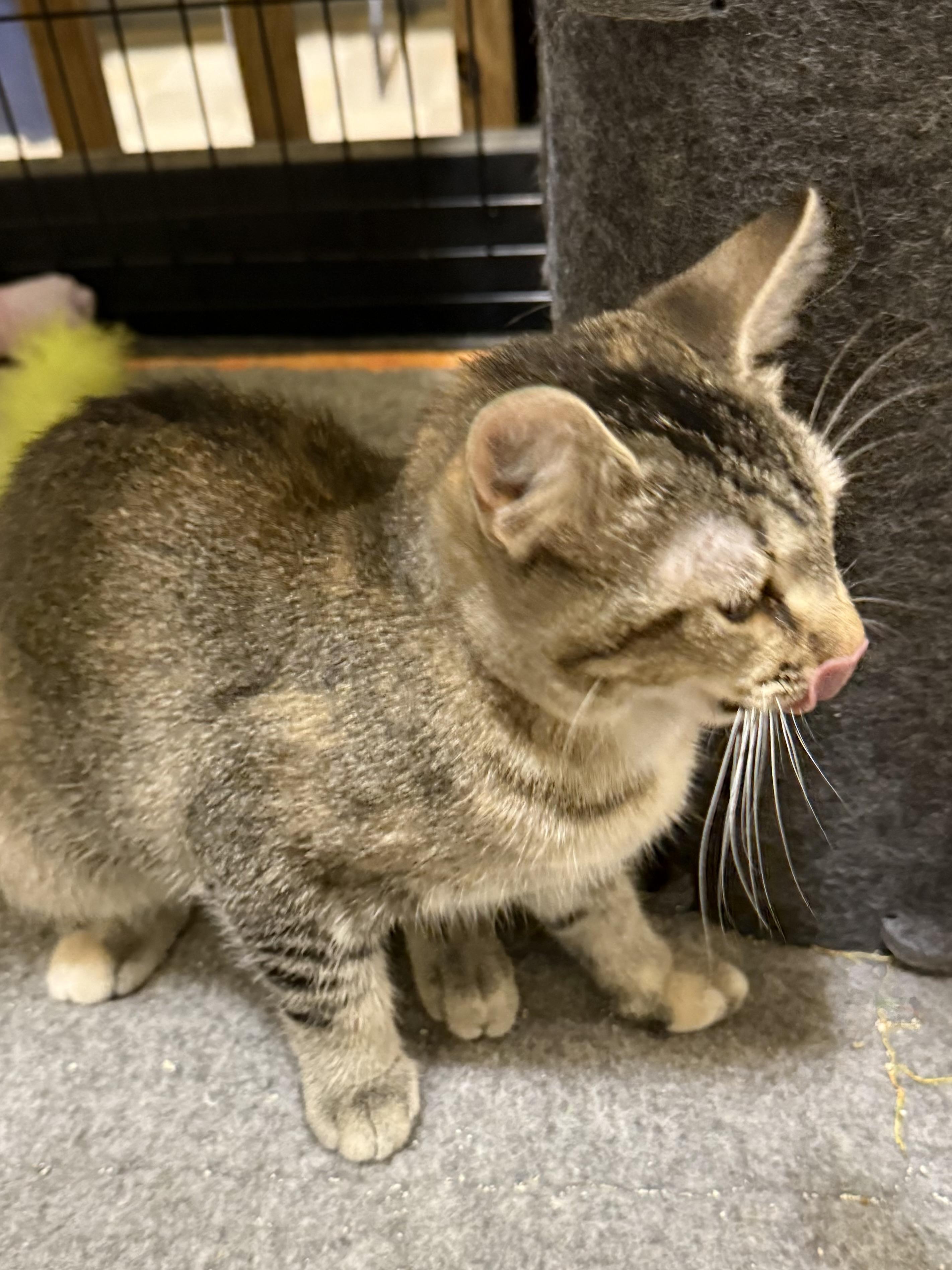 Enlarge LILLIAN, a Adoptable Tabby in Lake Ozark, MO image 2/2