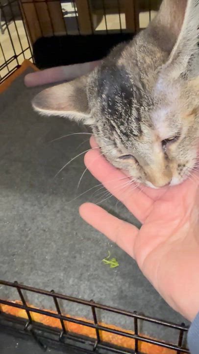 Enlarge LILLIAN, a Adoptable Tabby in Lake Ozark, MO video 1/2