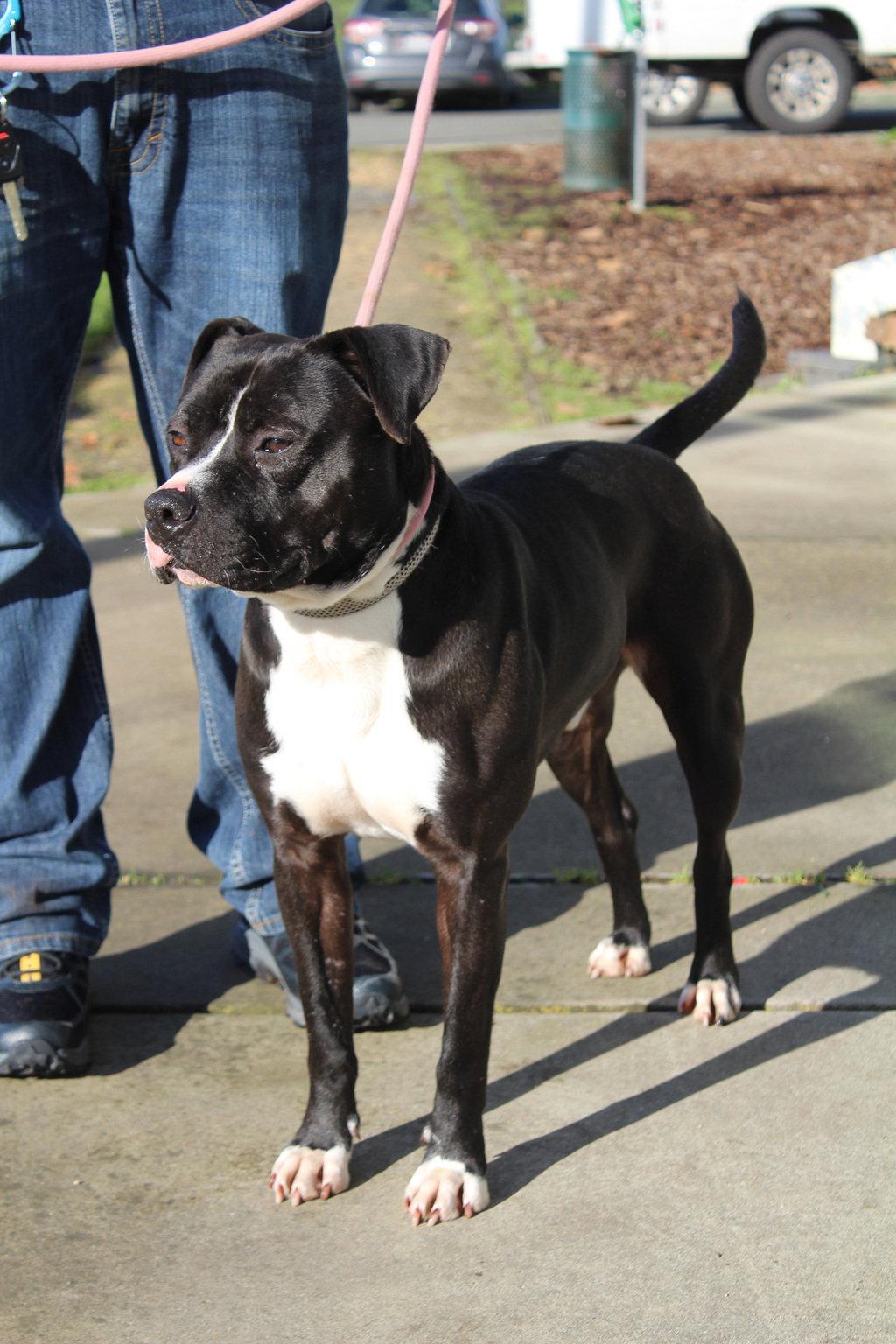 Lenny 51329, Adopted, Adult Male Pit Bull Terrier.