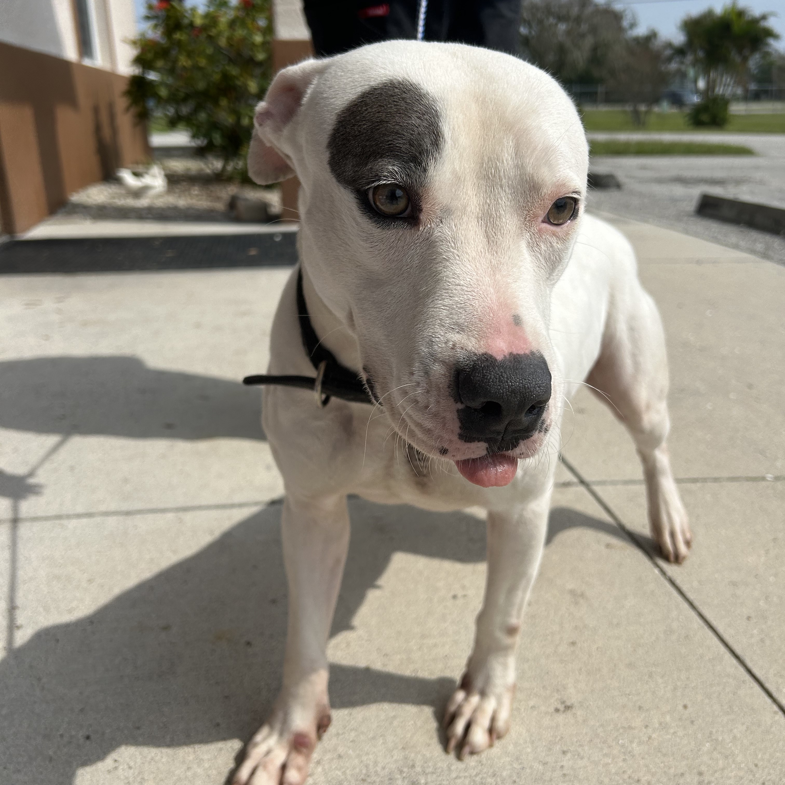 Dog for adoption Anna Maria, a Pit Bull Terrier Mix in Jamaica Plain