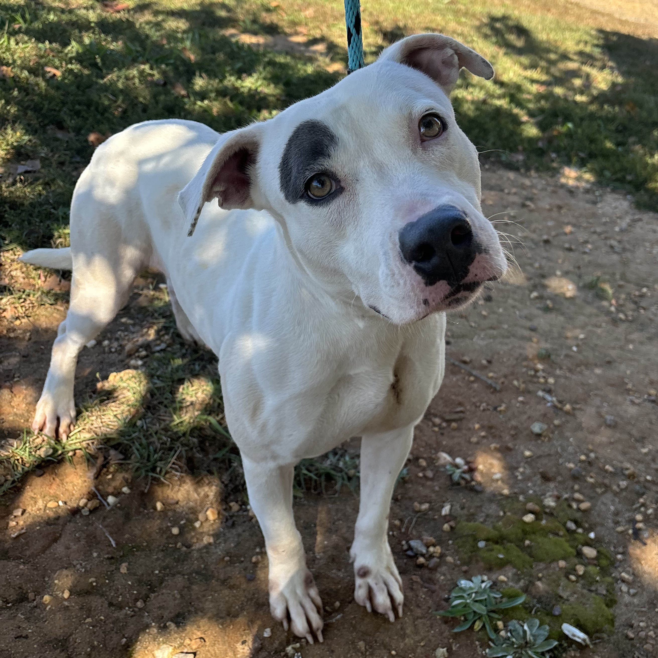 Dog for adoption Anna Maria, a Pit Bull Terrier Mix in Jamaica Plain