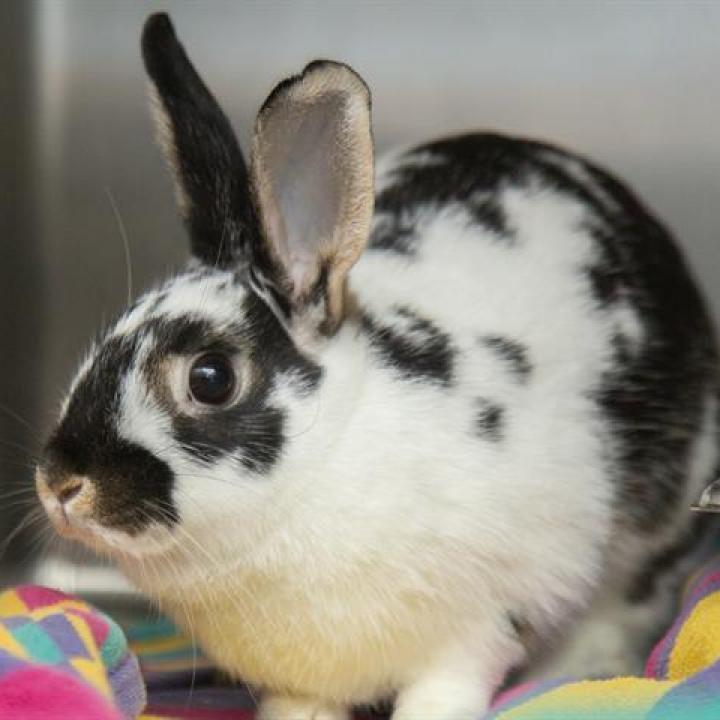Carole, Adoptable, Adult Female American.