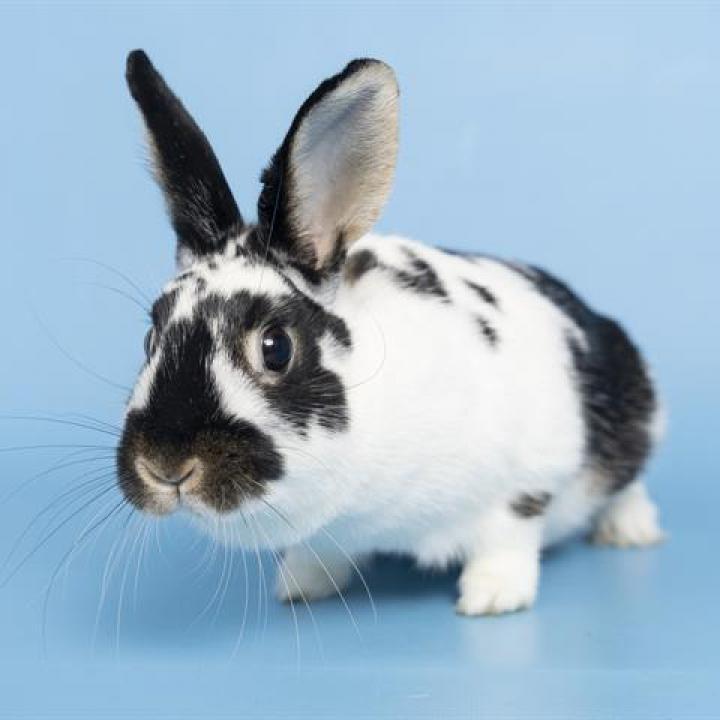 Enlarge Carole, a Adoptable American in Phoenix, AZ image 2/2