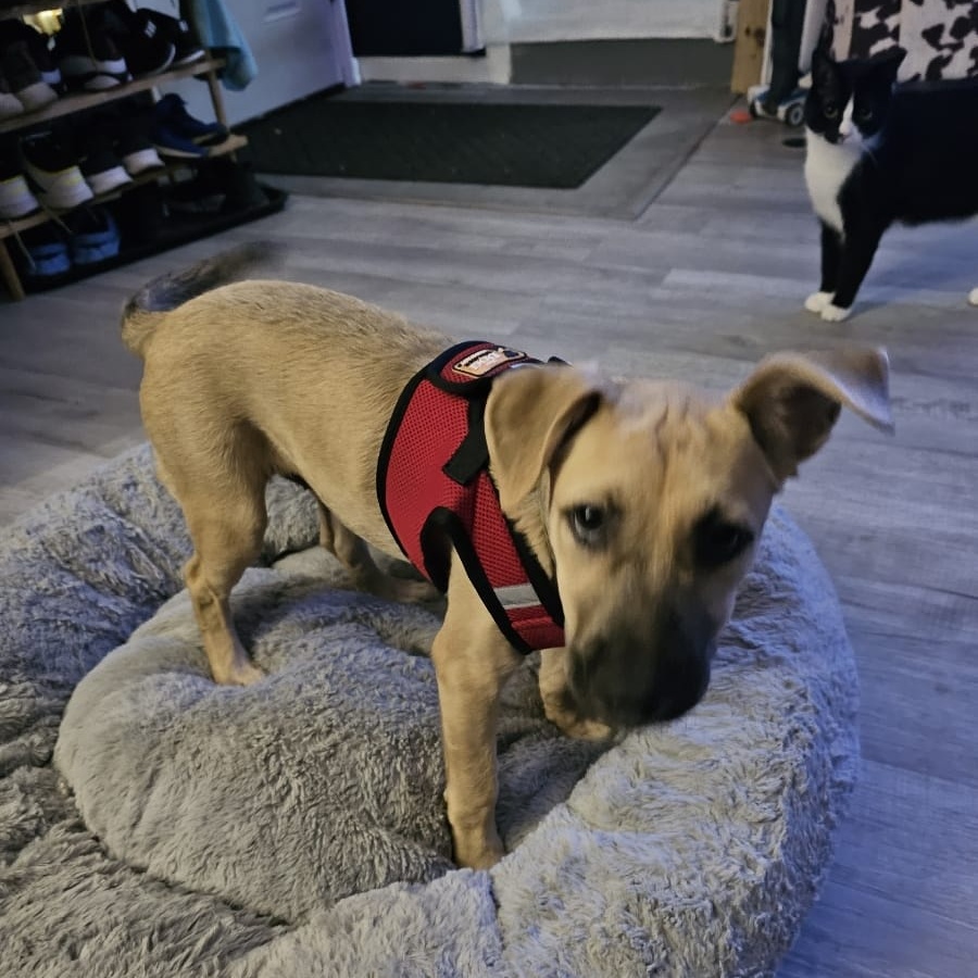 Enlarge Jazail, a Adopted German Shepherd Dog in Baldwin, MD image 4/4