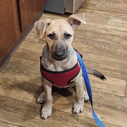 Enlarge Jazail, a Adopted German Shepherd Dog in Baldwin, MD image 2/4