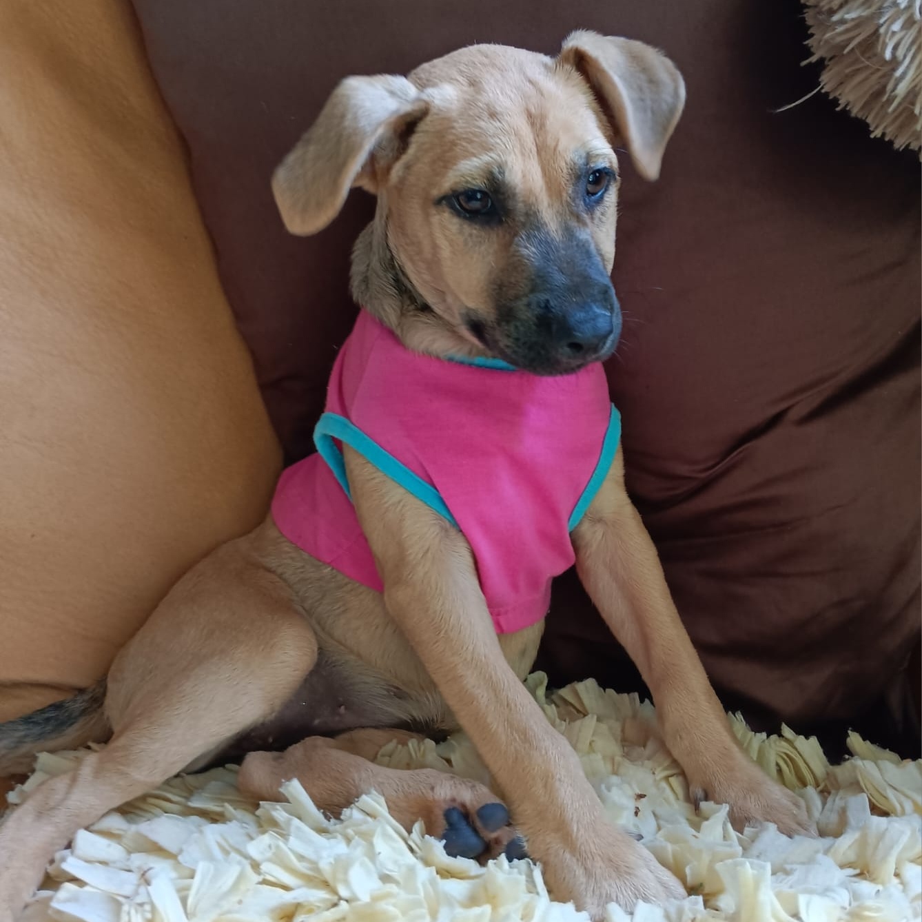 Jazail, Adopted, Puppy Female German Shepherd Dog.