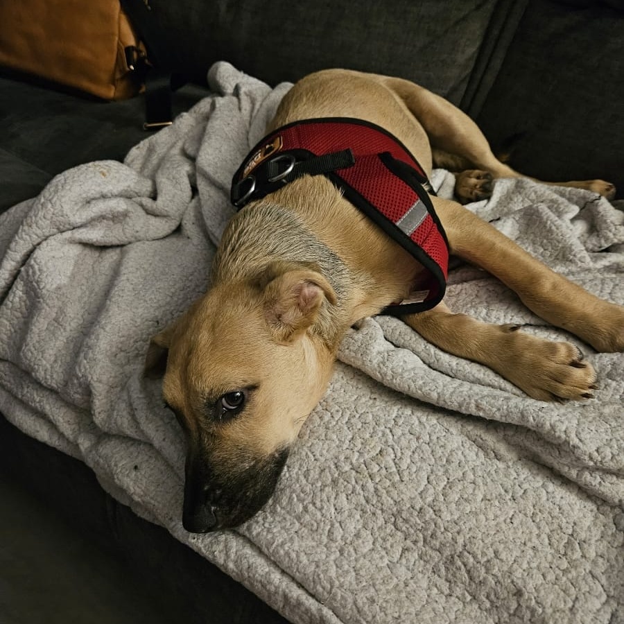 Enlarge Jazail, a Adopted German Shepherd Dog in Baldwin, MD image 3/4