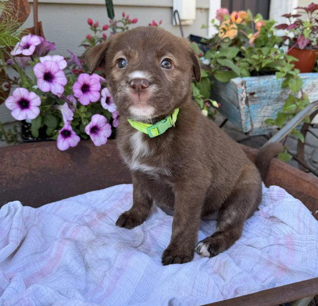 Brooklyn Park, Adoptable, Puppy Female Labrador Retriever & Pit Bull Terrier.