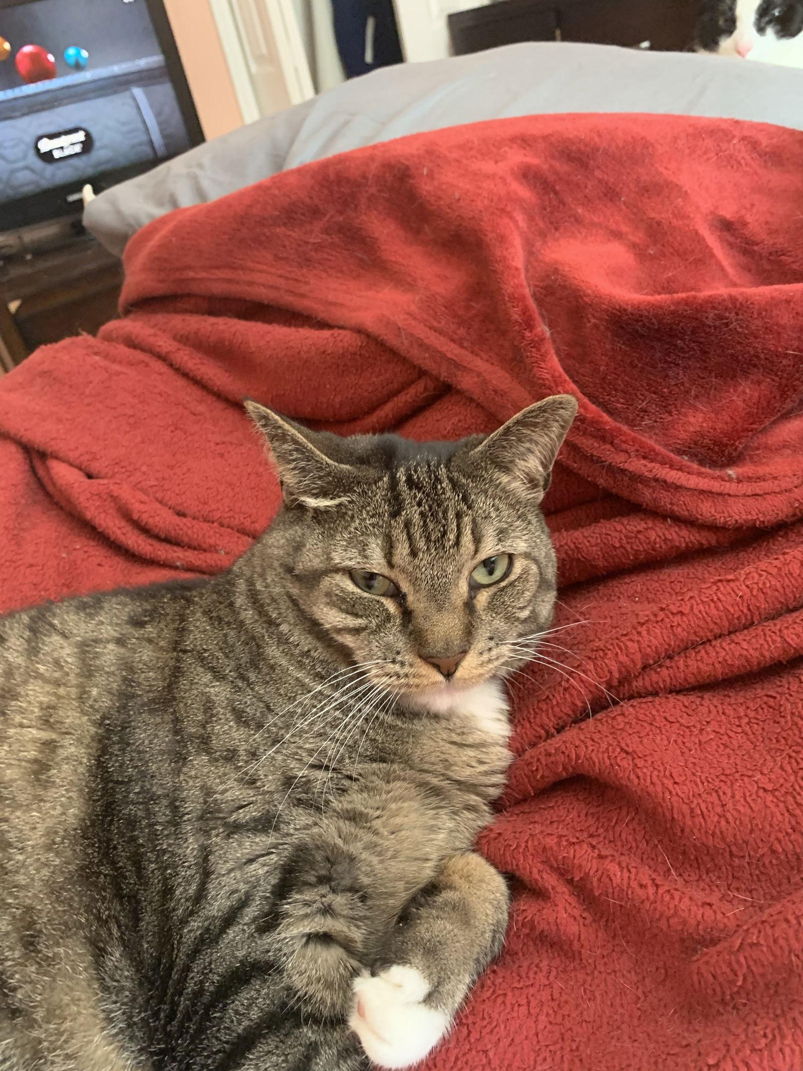 Enlarge Beanie, a Adopted Domestic Short Hair in Naples, FL image 1/2