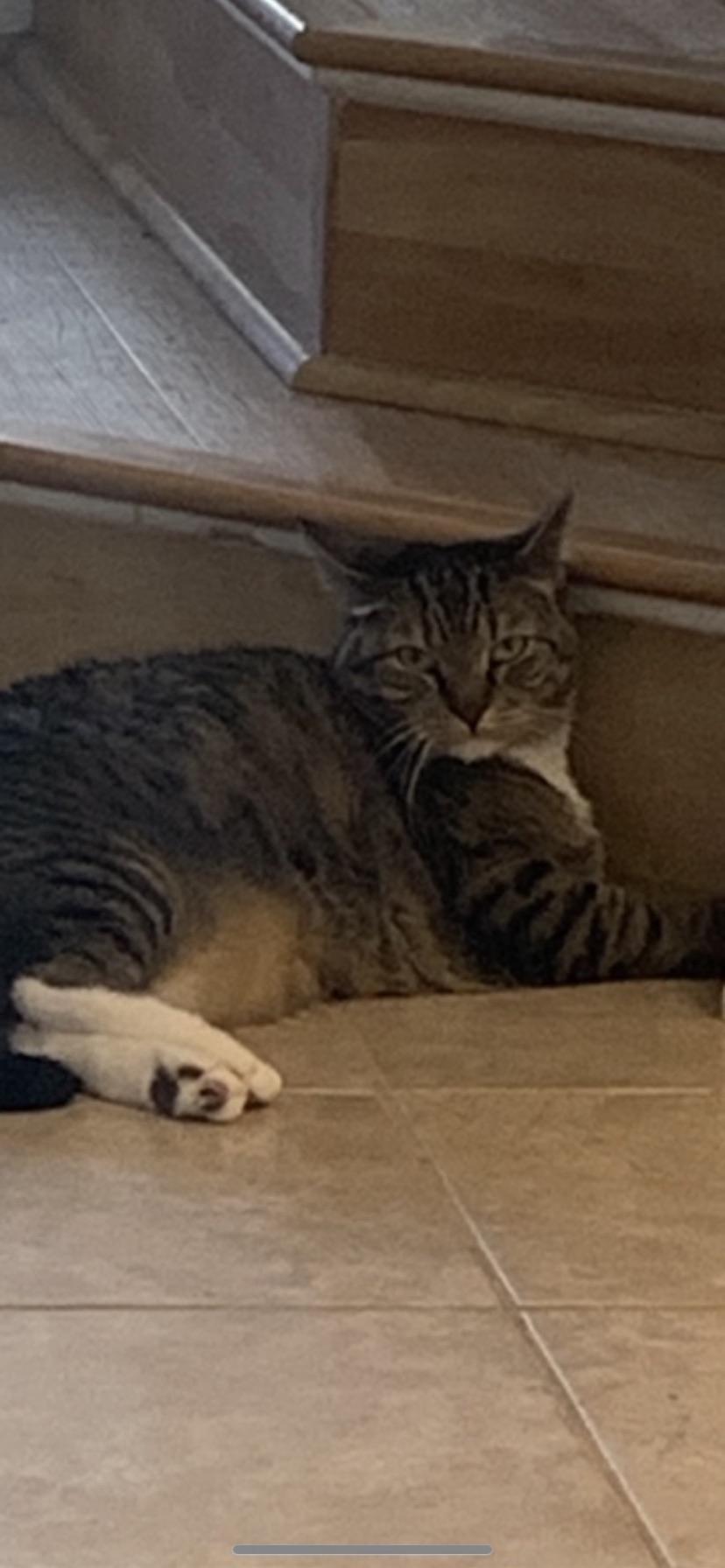 Enlarge Beanie, a Adopted Domestic Short Hair in Naples, FL image 2/2