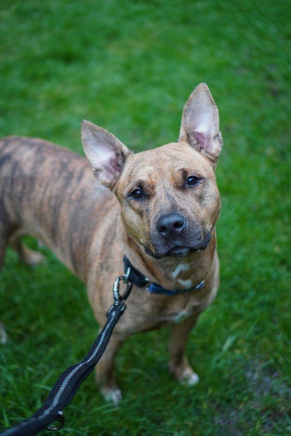 Aspen, Adoptable, Adult Female Pit Bull Terrier.