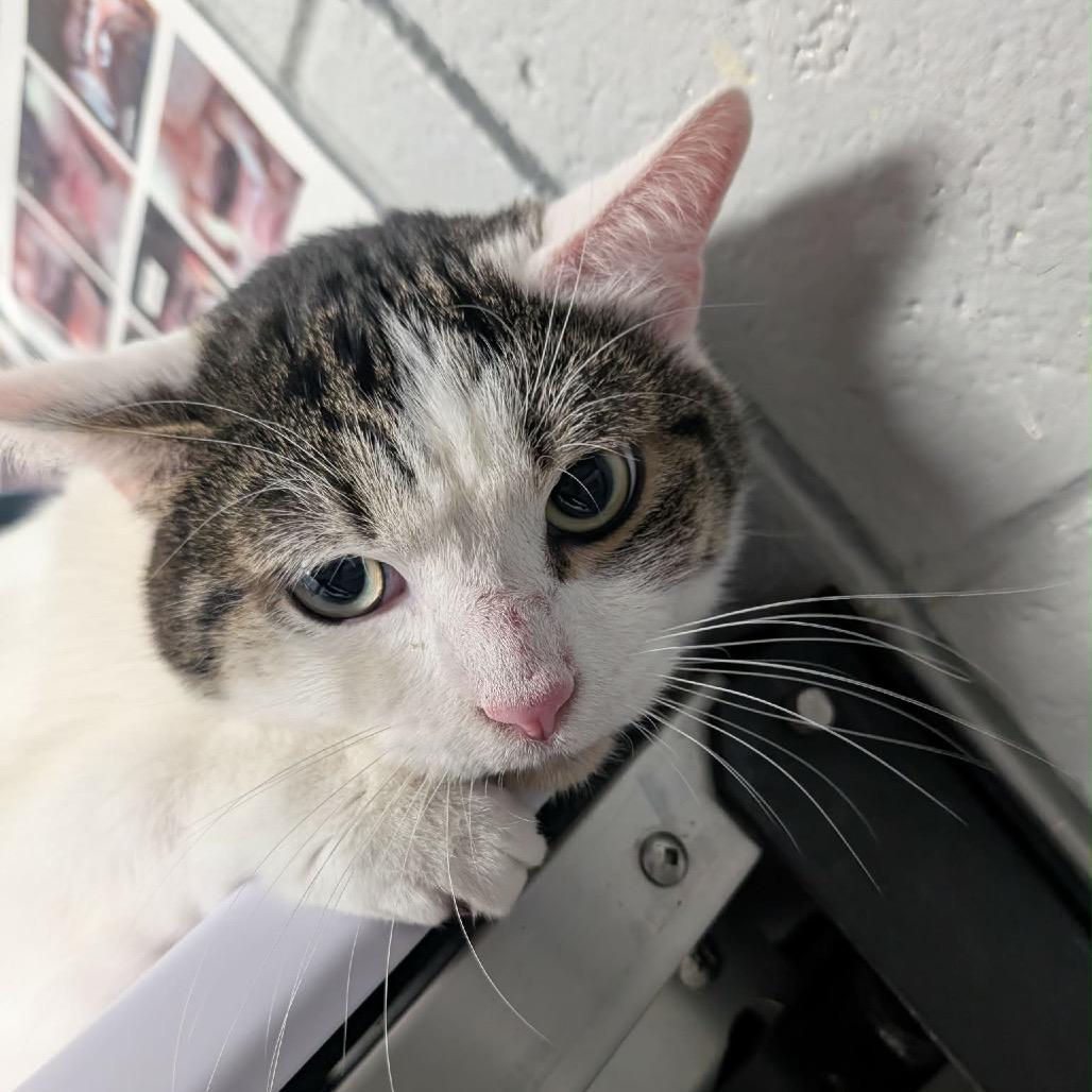 Enlarge Snowball (Holland Cat Cove), a Adoptable Domestic Short Hair in West Olive, MI image 1/4