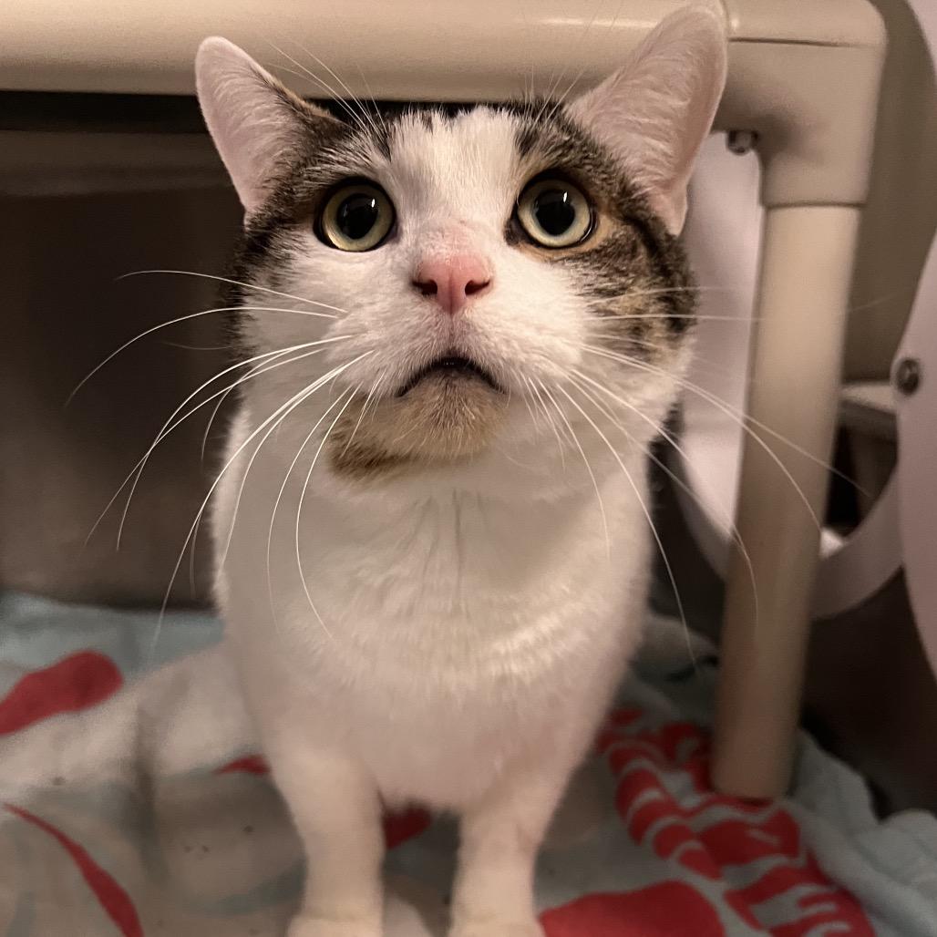 Enlarge Snowball (Holland Cat Cove), a Adoptable Domestic Short Hair in West Olive, MI image 4/4