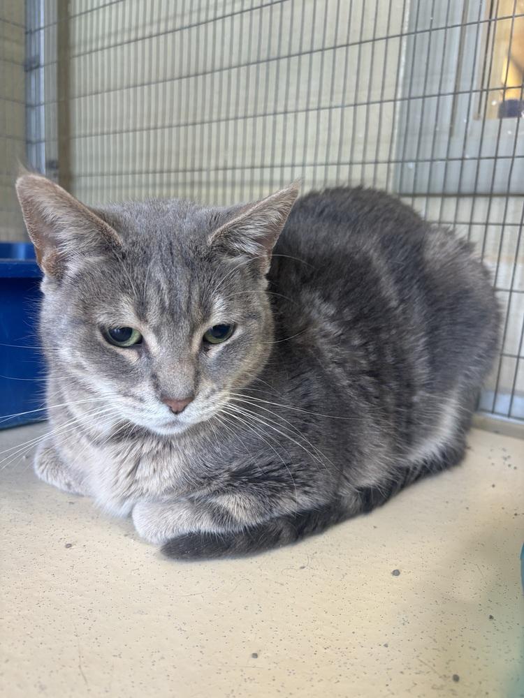 Robin, Adoptable, Adult Female Domestic Short Hair.