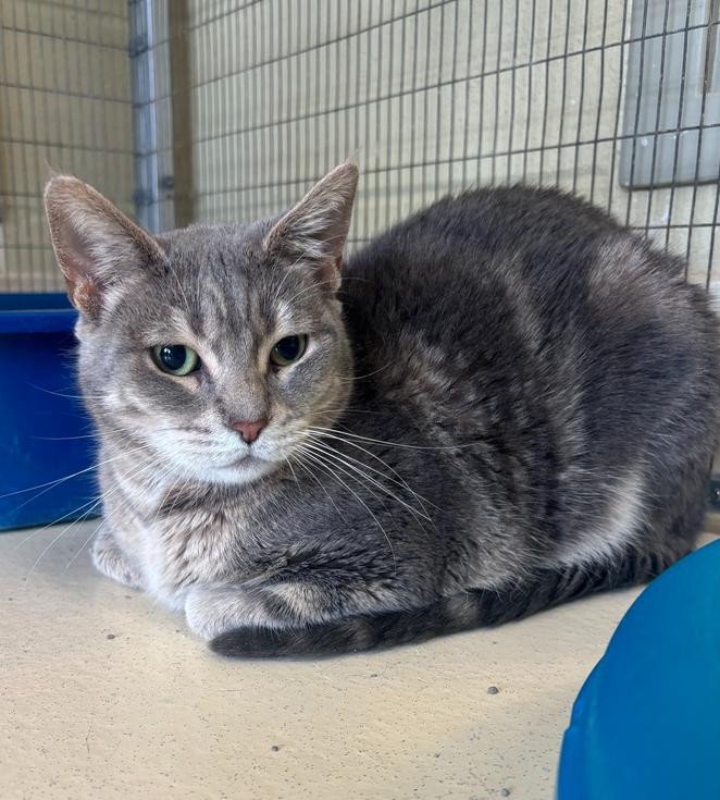 Robin, a Adoptable Domestic Short Hair in Kalamazoo, MI image 2/3