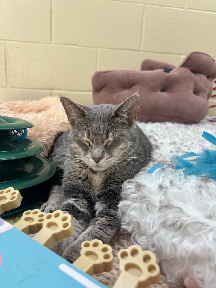 Robin, a Adoptable Domestic Short Hair in Kalamazoo, MI image 3/3