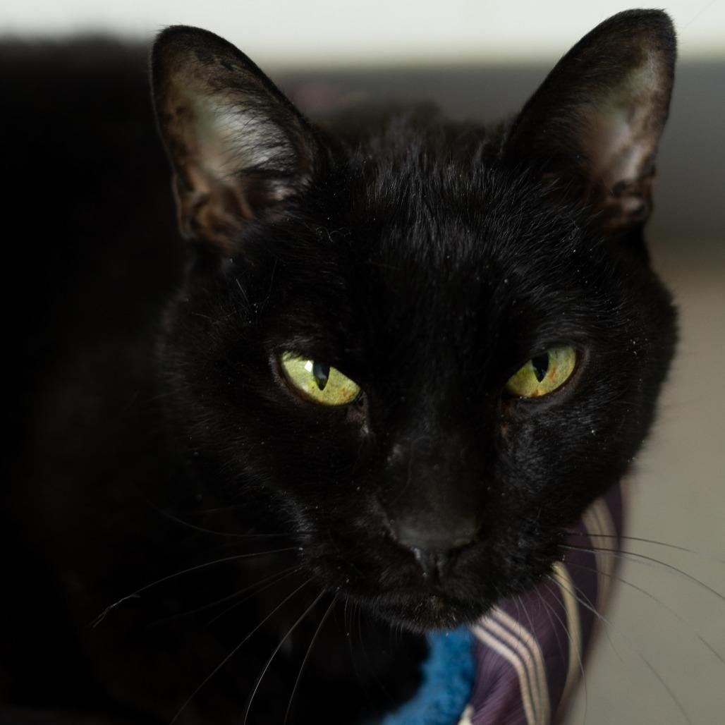 Midnight, Adoptable, Senior Male Domestic Short Hair.