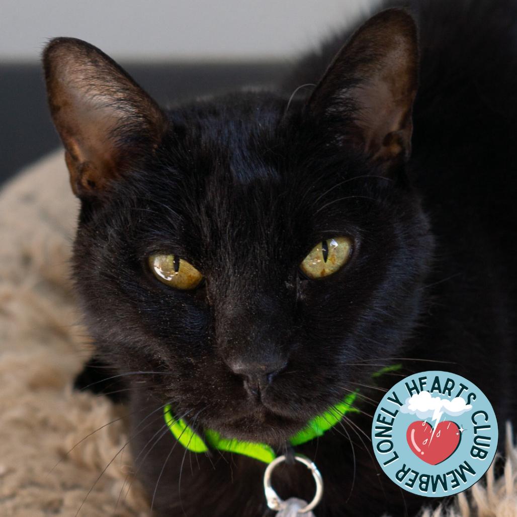 Enlarge Midnight, a Adoptable Domestic Short Hair in Lakewood, CO image 2/6