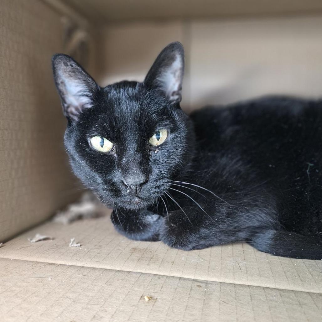 Enlarge Midnight, a Adoptable Domestic Short Hair in Lakewood, CO image 3/6