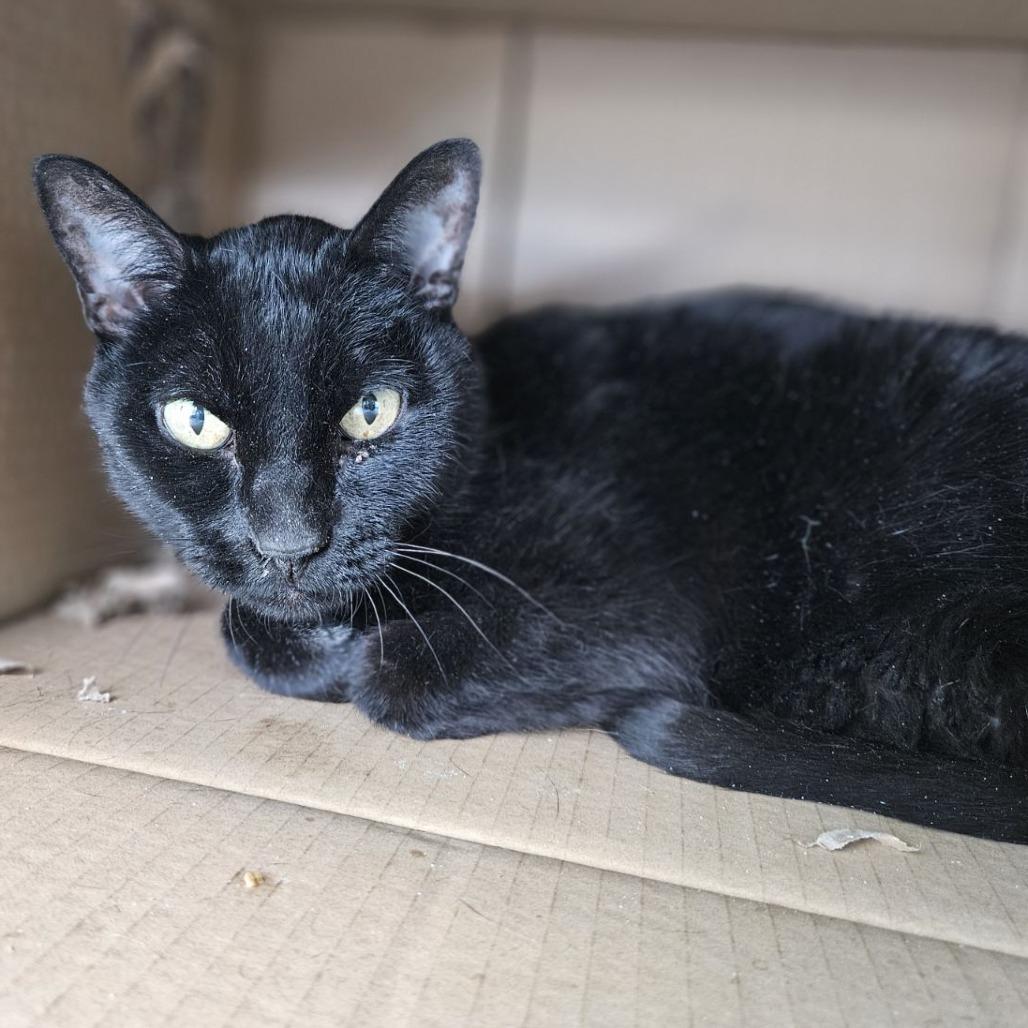 Enlarge Midnight, a Adoptable Domestic Short Hair in Lakewood, CO image 4/6