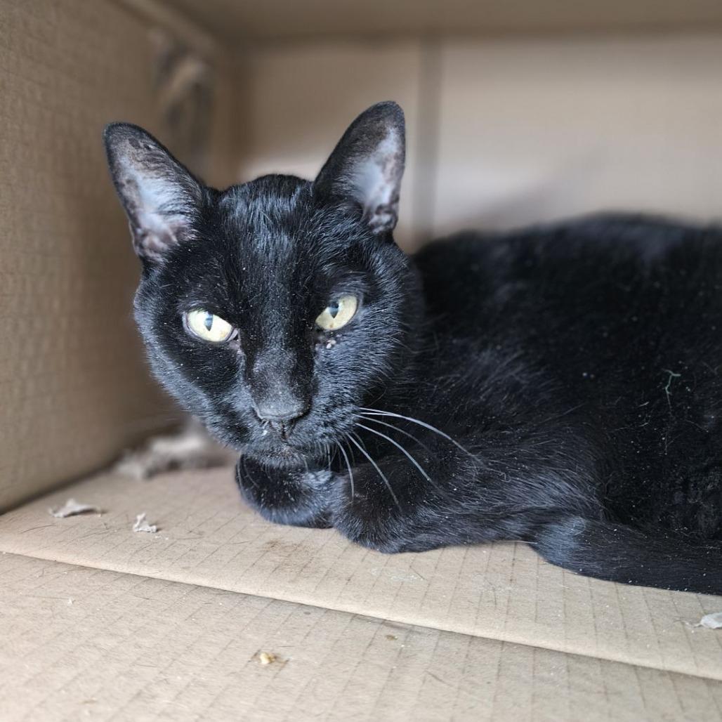 Enlarge Midnight, a Adoptable Domestic Short Hair in Lakewood, CO image 6/6