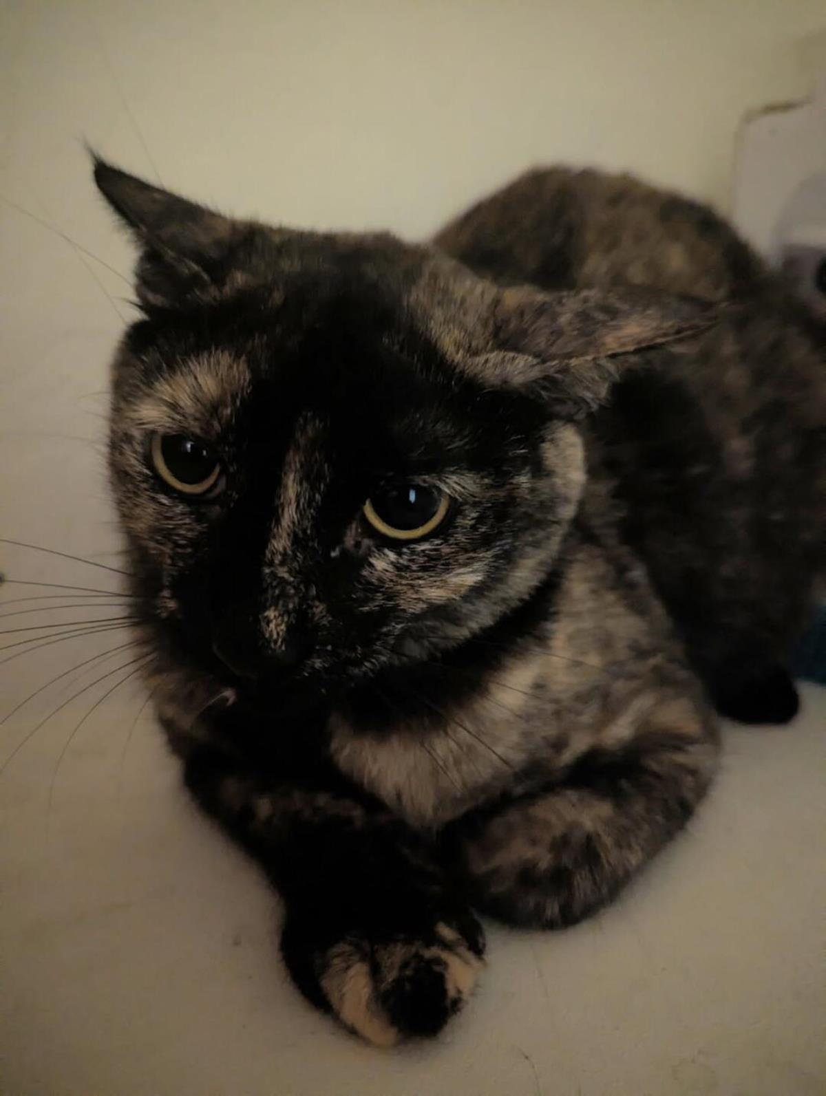 Penelope Jade, Adoptable, Young Female Domestic Short Hair.