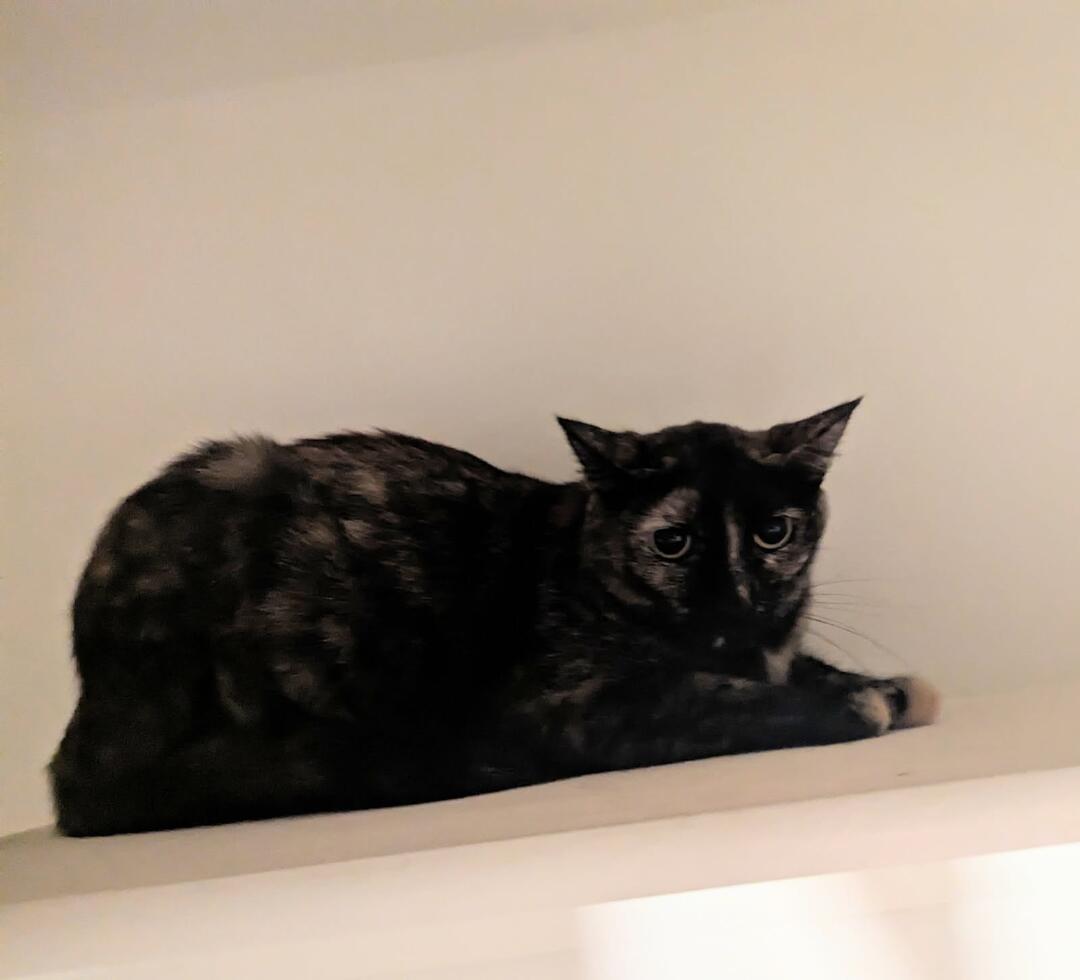 Penelope Jade, Adoptable, Young Female Domestic Short Hair.