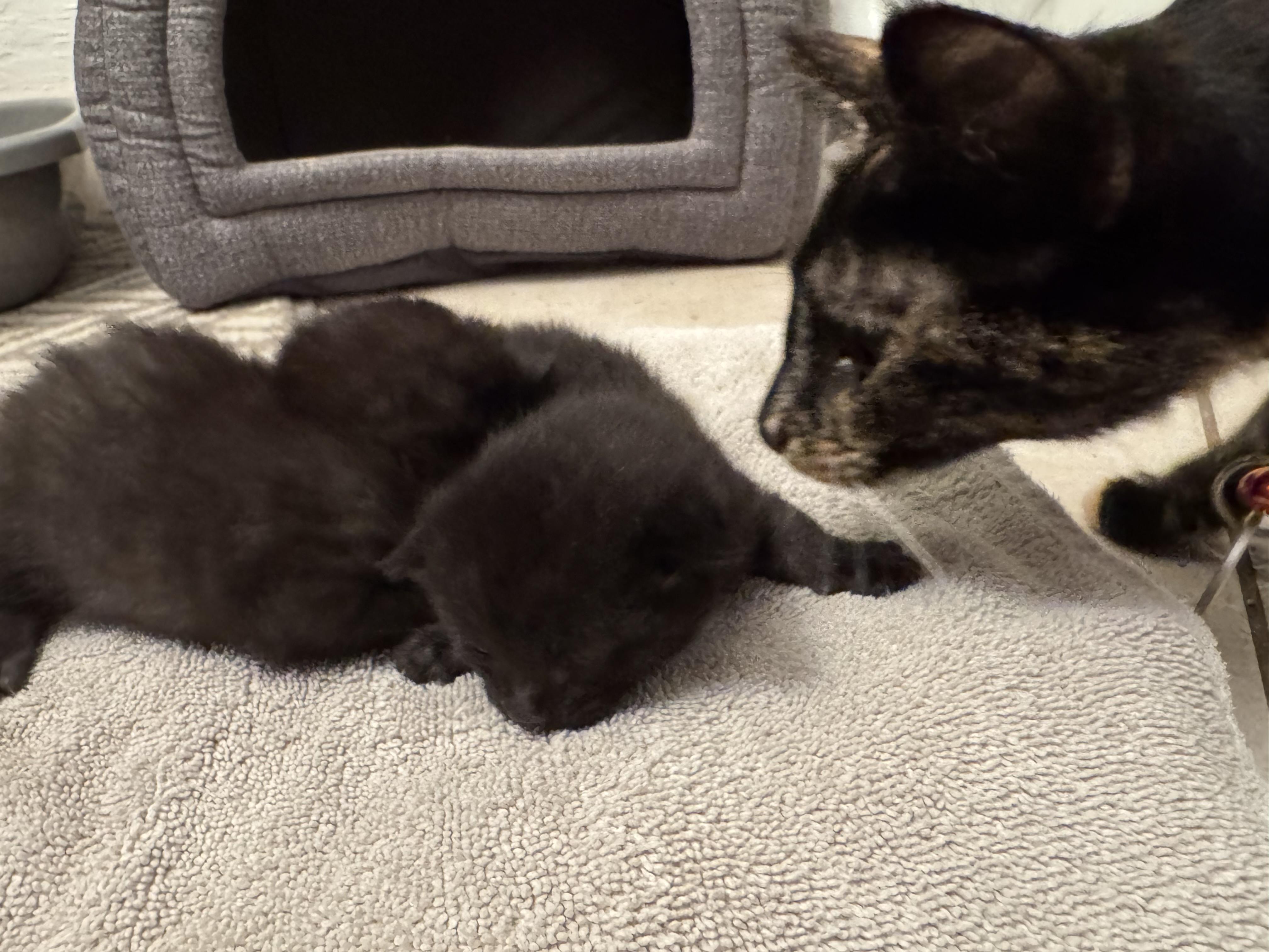 Baby boy, an adopted Domestic Short Hair in Boca Raton, FL image 2/2