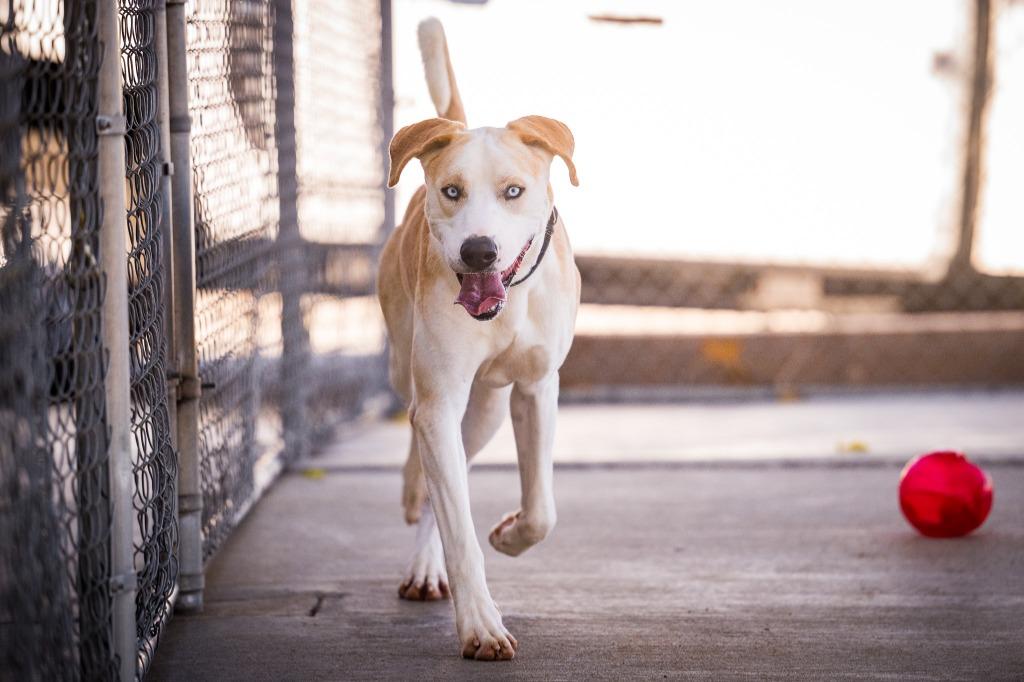 Roadie, Adoptable, Young Male Husky & Shepherd.