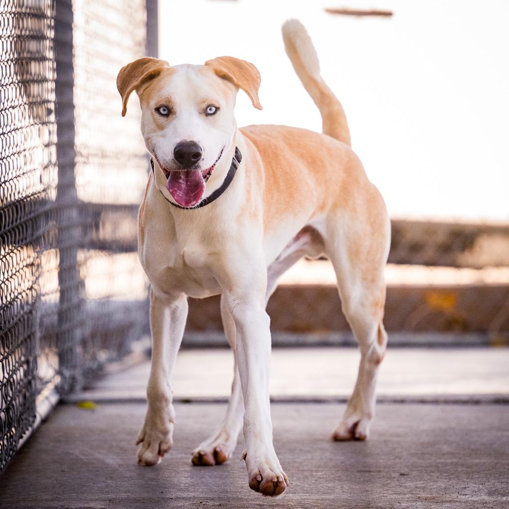 Roadie, a Adoptable mixed breed in Twentynine Palms, CA image 3/4