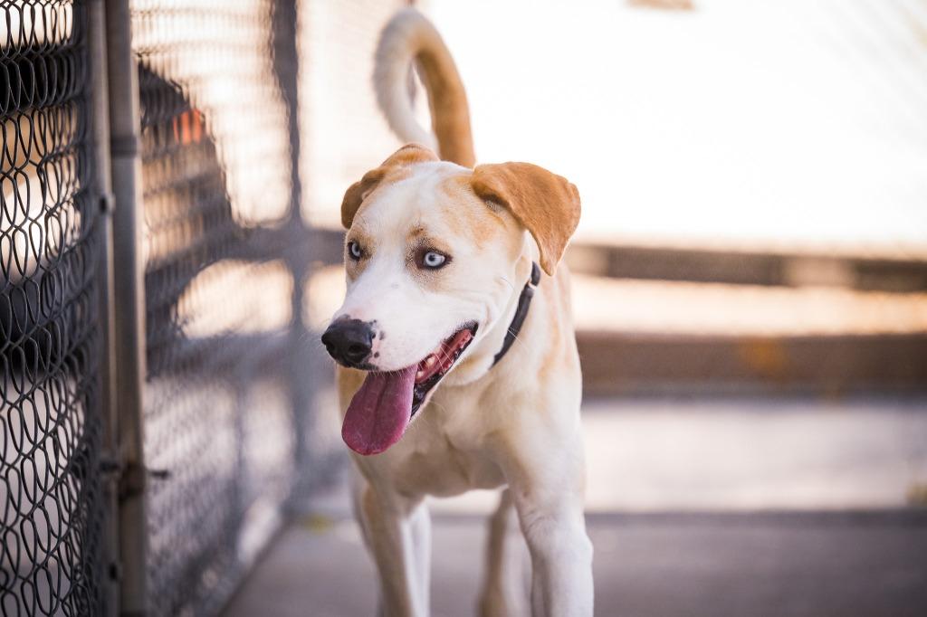 Roadie, a Adoptable mixed breed in Twentynine Palms, CA image 4/4