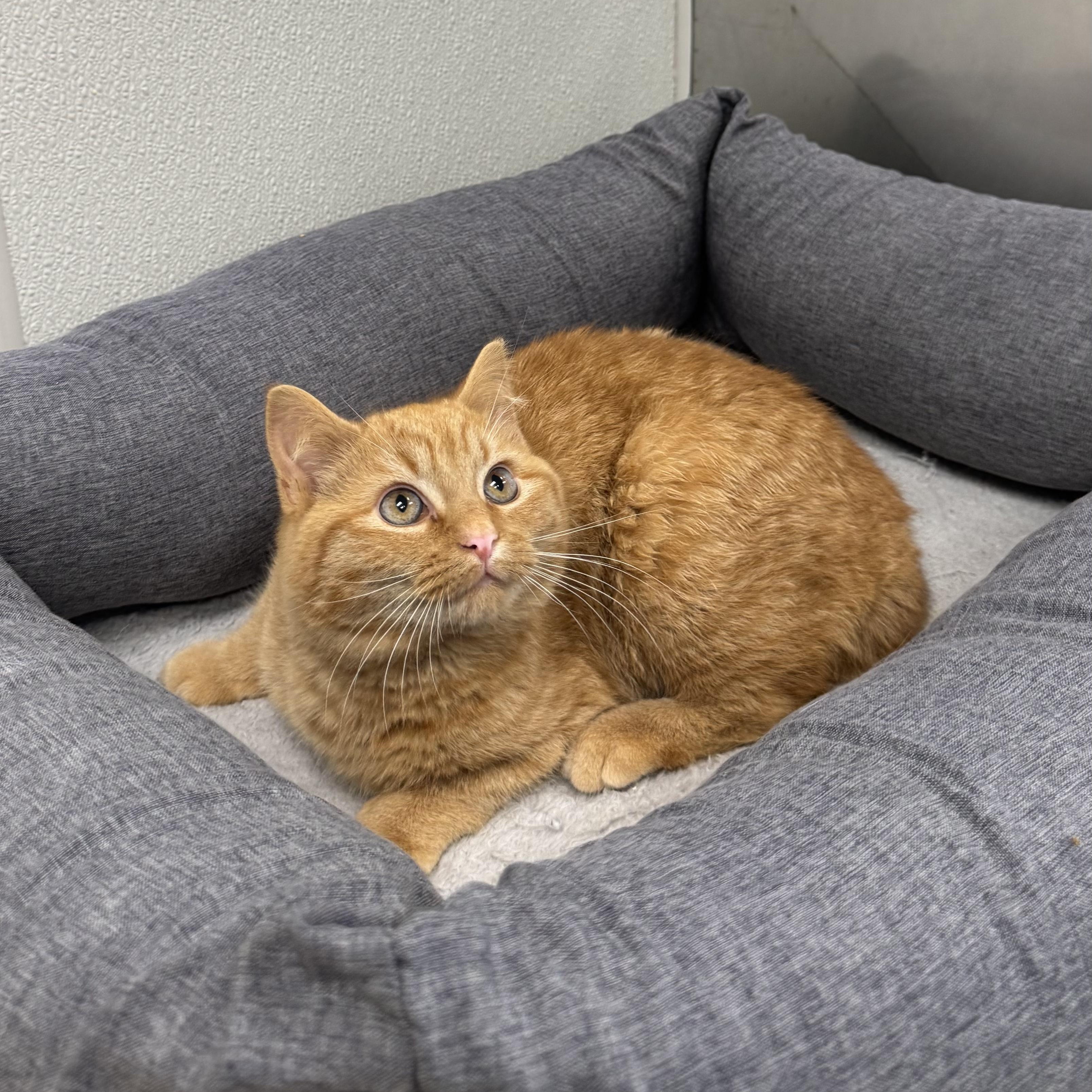 Apollo , adoptable, Young Male Domestic Short Hair.