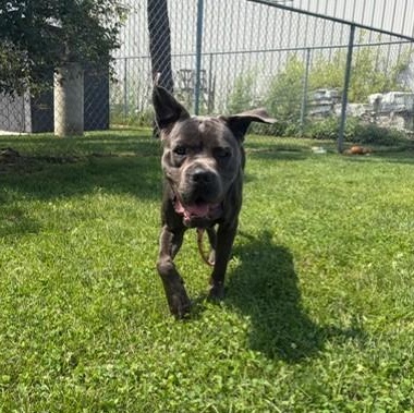 Enlarge Anzo, an adoptable Cane Corso in Mississauga, ON image 6/6