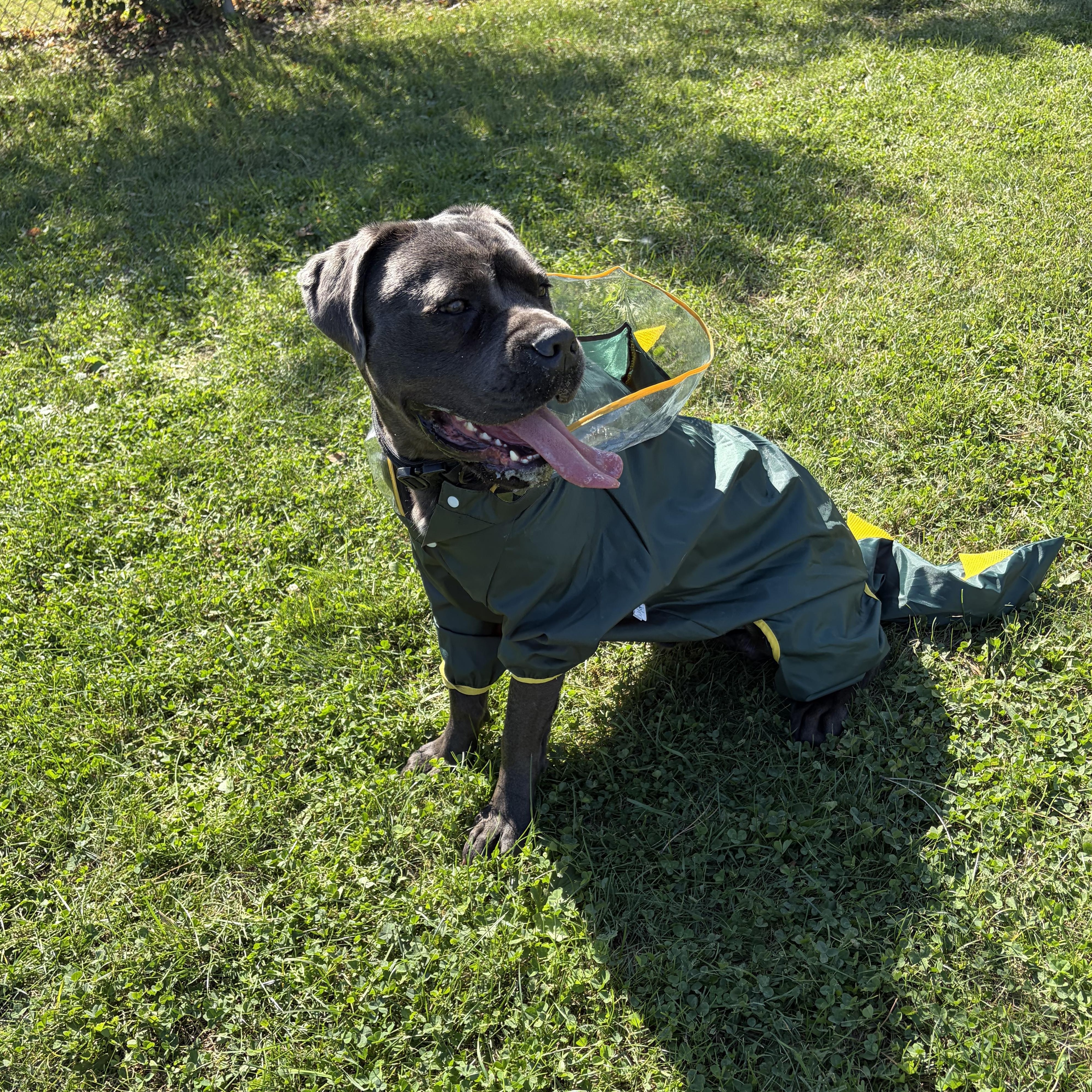 Anzo- Cost of a License, Adoptable, Young Male Cane Corso.