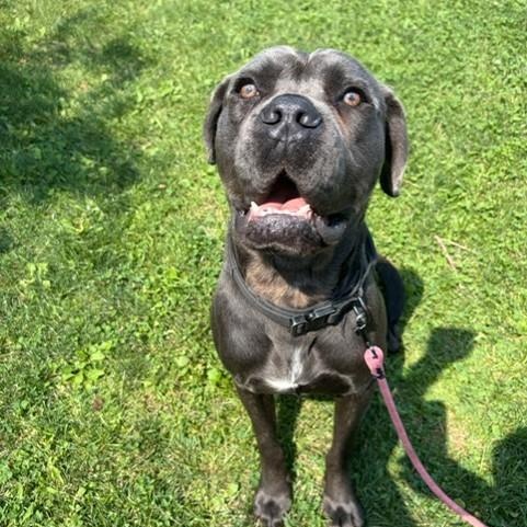 Enlarge Anzo, an adoptable Cane Corso in Mississauga, ON image 5/6