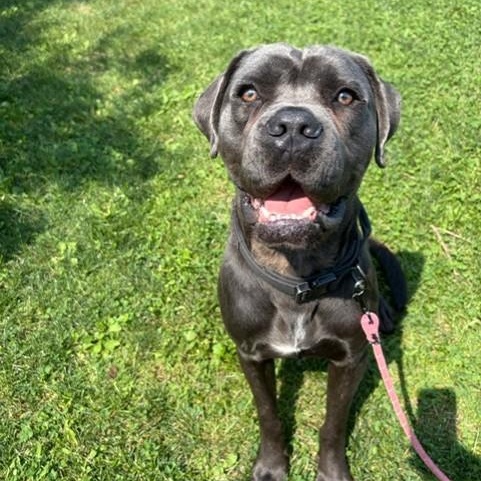 Enlarge Anzo, an adoptable Cane Corso in Mississauga, ON image 2/6